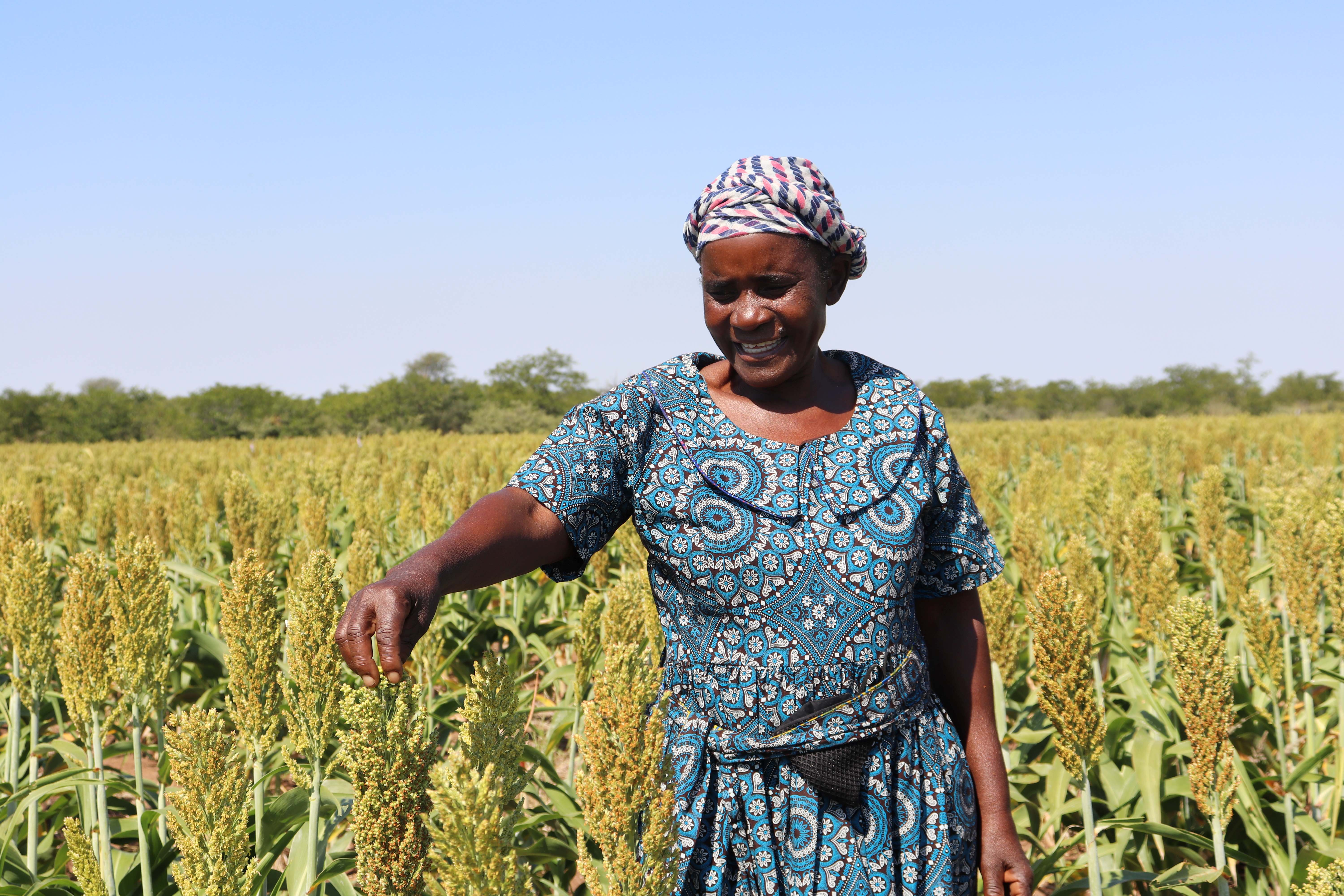 Agriculture in Botswana remains the backbone of rural economic development. FAO supports the Botswana Government to build a resilient Agrifood systems, working closely write rural communities to improve their livelihoods.