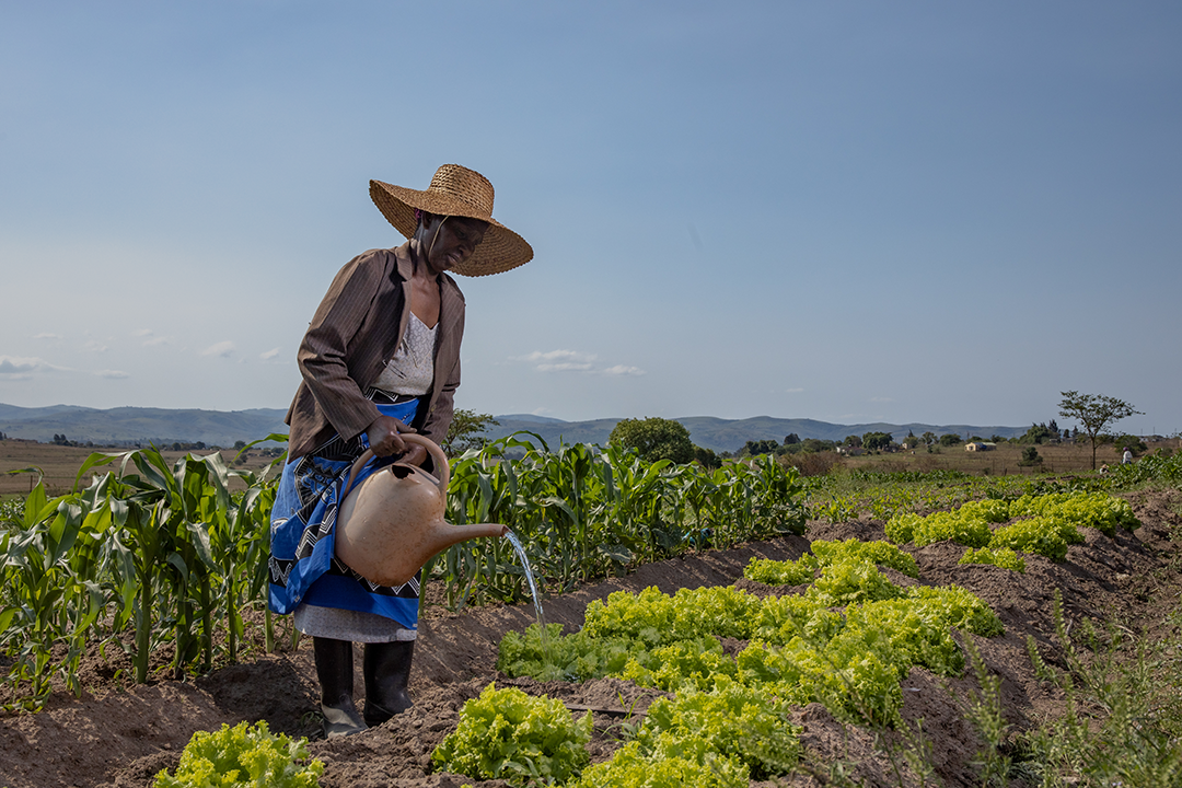 OCOP Project farmer group selected as one of the beneficiaries on the project based at Luve, Manzini.