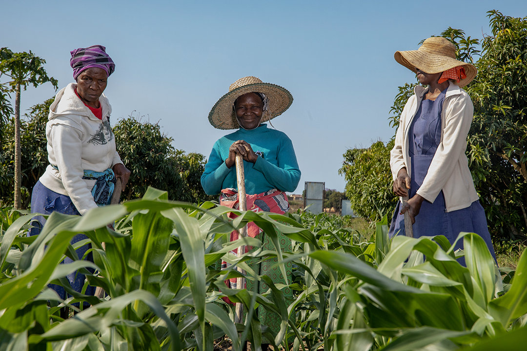 Smallholder farmers group in Eswatini (Bancobi) / FAO
